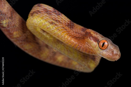 Guangxi Cat Snake (Boiga guangxiensis)