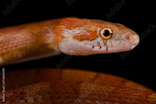 Red corn snake (Pantherophis guttatus)