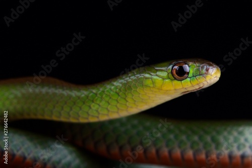 Green red-bellied snake (Erythrolamprus jaegeri)