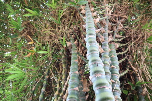 bamboo tree in the garden