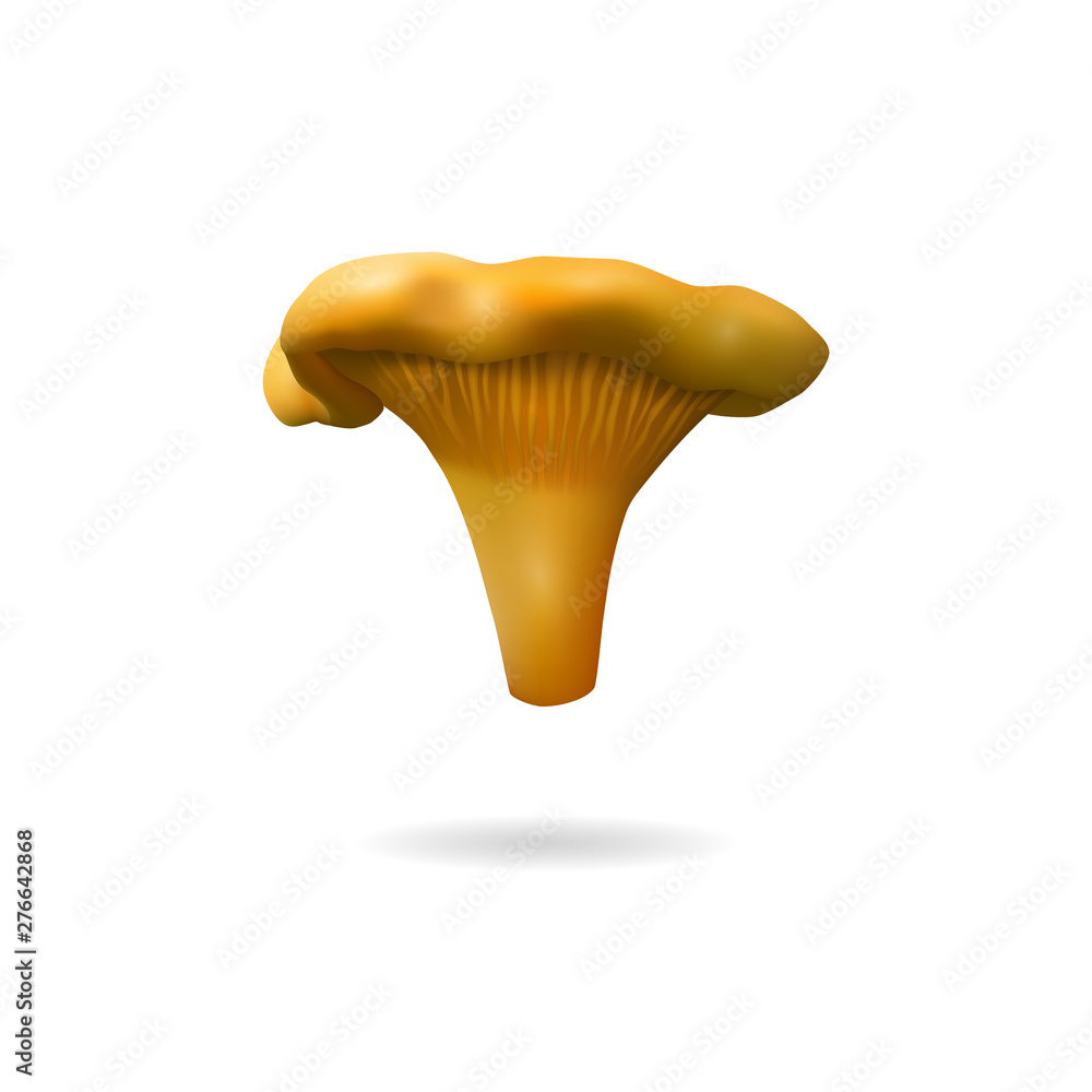 Chanterelle realistic mushroom. Vector illustration. Chanterelle realistic mushroom. Vector illustration.