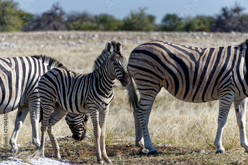A zebra foal stands between two adults on the African plains