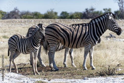 A heard of zebra, the foal is the centre of the photo © Anne