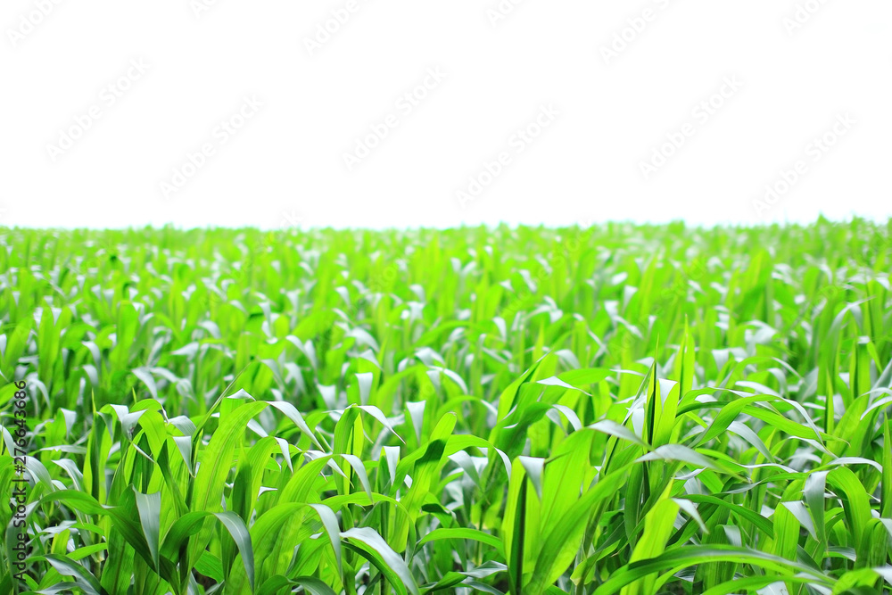 Fototapeta premium green growth corn farm on white background