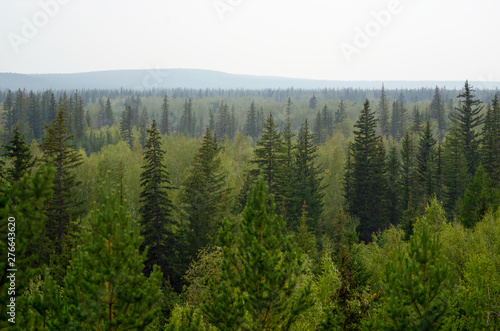 Panorama of the taiga of Northern Yakutia with fir trees and hills on the horizon in the afternoon.