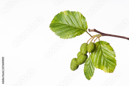 Red Alder with Green Cones