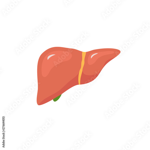 Vector liver icon flat logo. Human disease health design. Liver anatomy medical healthy icon