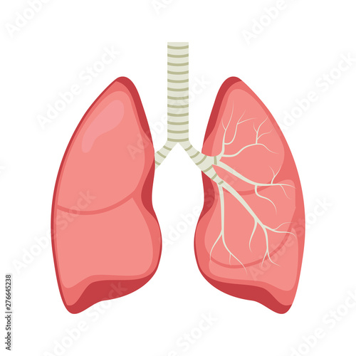 Lung human icon, respiratory system healthy lungs anatomy flat medical organ icon