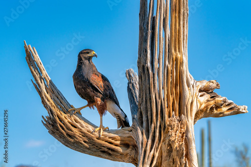 Harris's Hawk Parabuteo unicinctus in Sonoran Desert photo