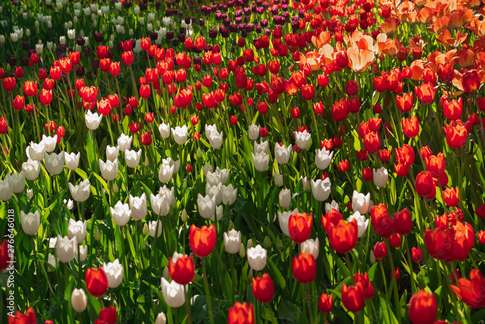 Closeup background with rare species of red and white tulips in the meadow Closeup background with rare species of red and white tulips in the meadow