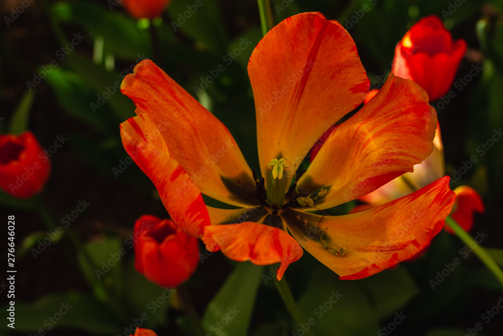 Closeup background with beautiful species of orange tulips in the meadow