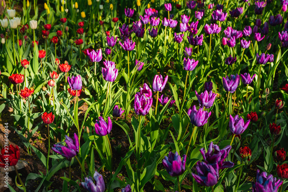 Closeup background with rare species of red, purple and white tulips in the meadow Closeup background with rare species of red, purple and white tulips in the meadow