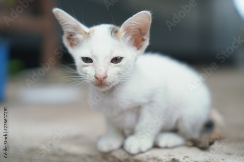 Cute baby tabby kitten Outdoor