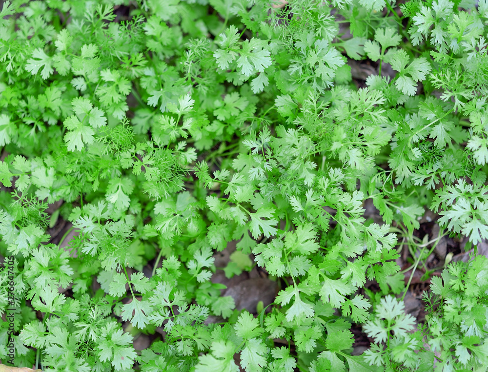 Cutout of fresh Coriander (Coriandrum sativum) leaves on white background Cutout of fresh Coriander (Coriandrum sativum) leaves on white background