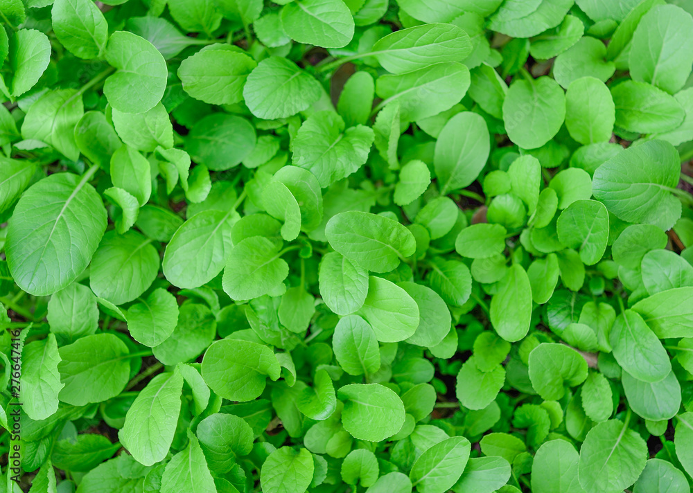 Mustard greens at a vegetable farm. Selective focus Mustard greens at a vegetable farm. Selective focus