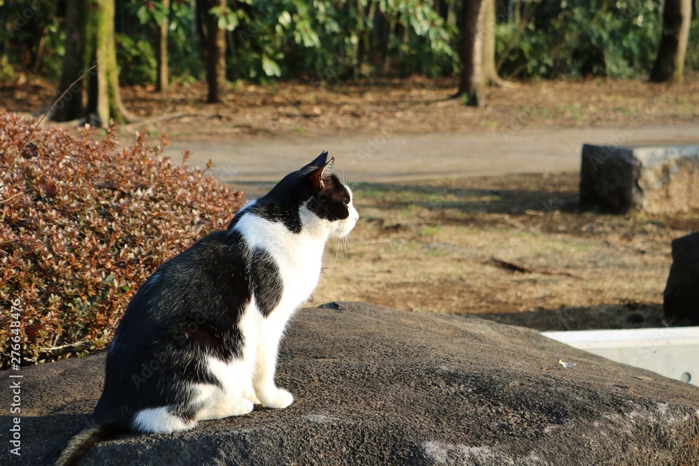 風景 ねこ のらねこ 白黒 春 公園 杤木 風景 ねこ のらねこ 白黒 春 公園 杤木