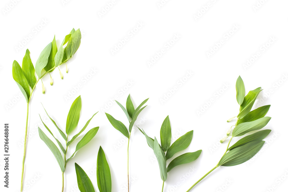 plants on white background