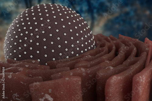 Nucleus and Rough endoplasmic reticulum in 3D illustration photo