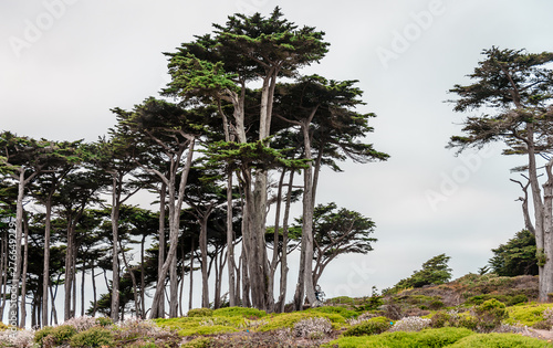 Unidentified people walk in a cypress tree grove.  Land's End, San Francisco, California, July 2015. photo