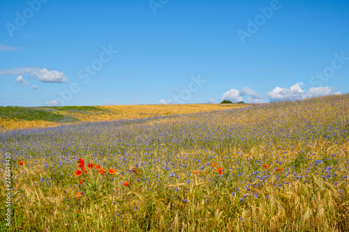 Blühstreifen am Kornfeld