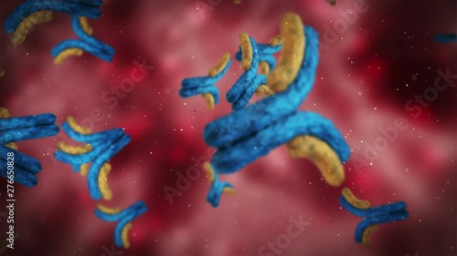 antibodies attack the virus in the inside of the human body