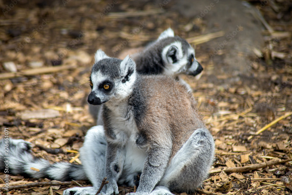 Obraz premium maki catta