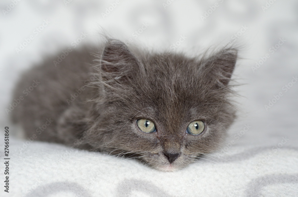 Small cute grey furry kitten close up