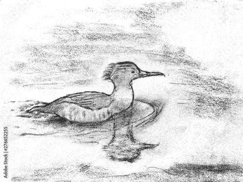 Common Harle in water : Natural charcoal drawing photo