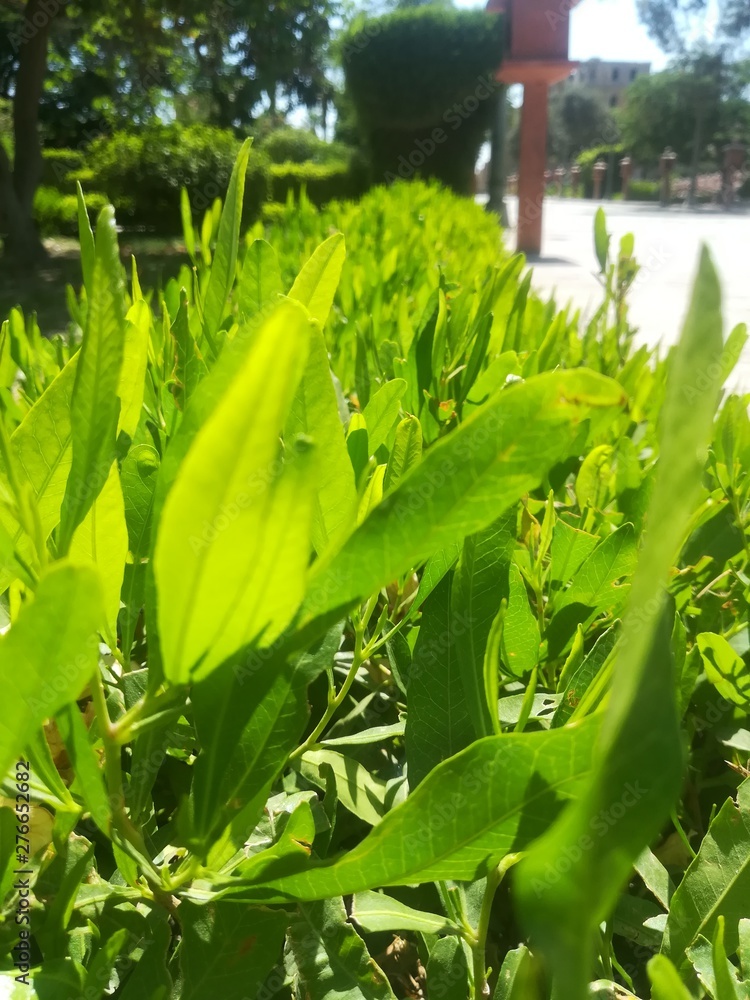 Fototapeta premium Green plant