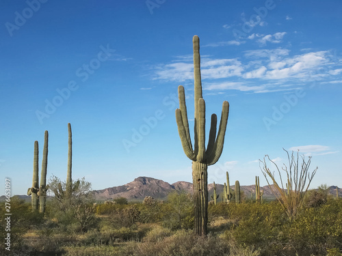 morning shot of cactus and puerto blanco mnts ajo, az