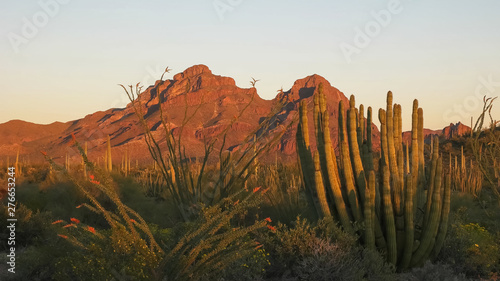 sunset at organ pipe cactus national moument in the ajo mnts