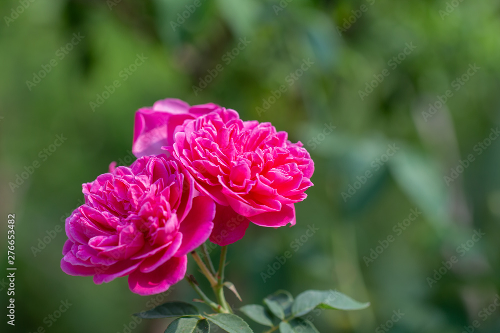 Bouquet of pink roses in green natural background