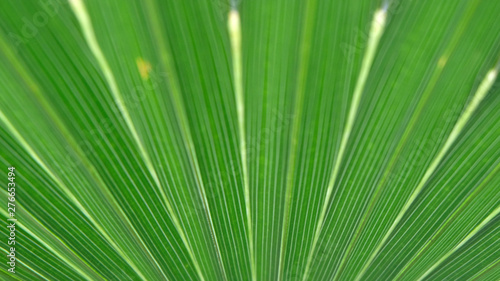 Palm leaf texture background close up