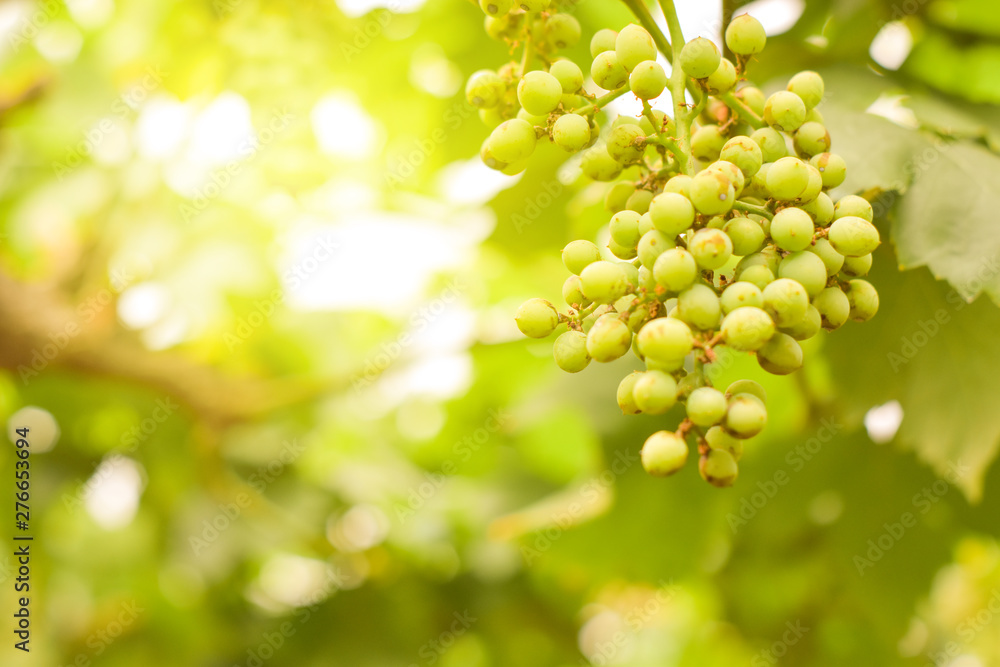 Vine and bunch of green grapes in garden the vineyard. Vine and bunch of green grapes in garden the vineyard.