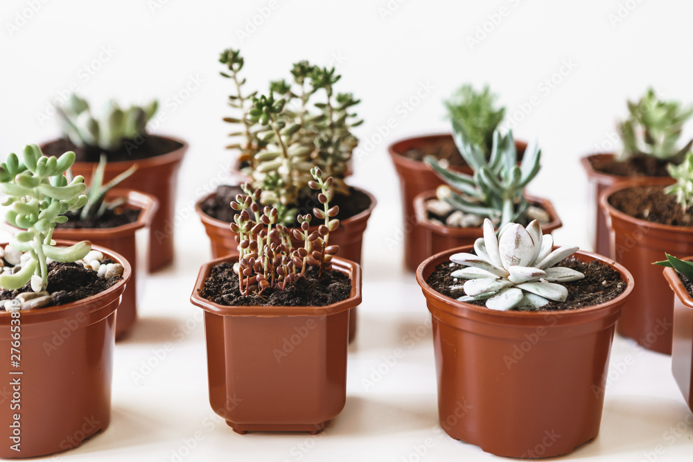 Fototapeta premium various cactus and succulent plants in pots