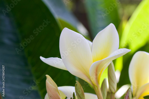 Closeup view of beautiful white and yellow frangipani (plumeria) flowers