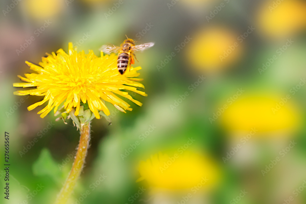 Beautiful dandelion flower on spring yellow meadow and flying bumblebee macro on soft blurry light green background. Concept hot summer in sunshine in nature. Space for text Beautiful dandelion flower on spring yellow meadow and flying bumblebee macro on soft blurry light green background. Concept hot summer in sunshine in nature. Space for text