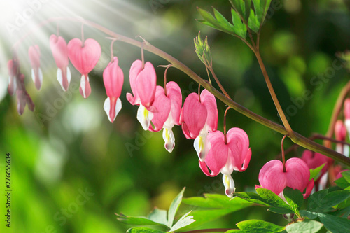 Dicentra - Bleeding Heart Flowers in sunny day. Spsce for text. Love Valentine day concept. Spring Background photo