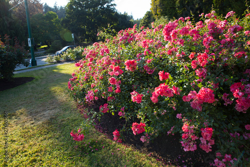 Fototapeta Naklejka Na Ścianę i Meble -  Pink roses from Vancouver Stanley Park Rose Park