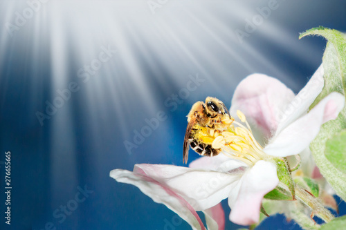 Nature Beautiful apple tree branch with bllom flowers, bee and sun rays © Shcherbyna