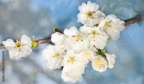 Blooming tree with beautiful flowers in the spring