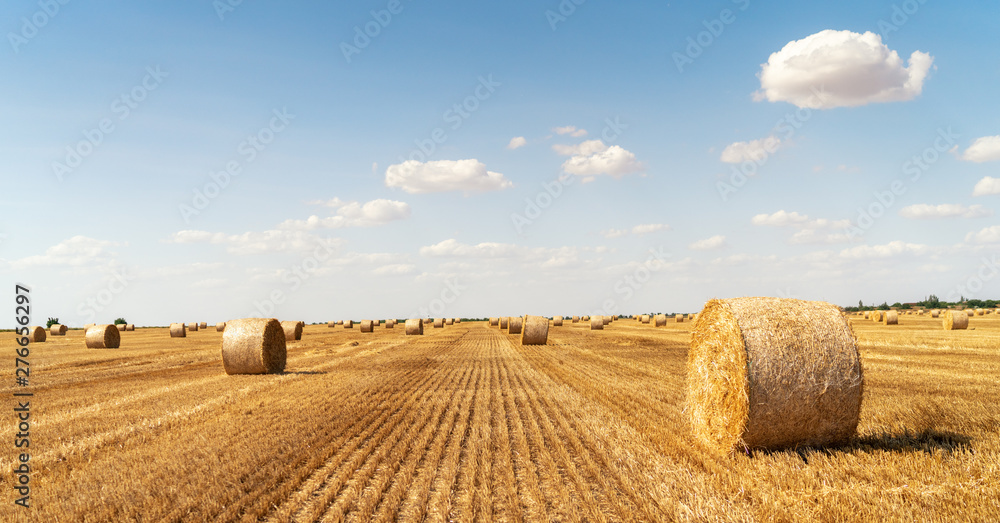 haystacks lie on a field harvesting - obrazy, fototapety, plakaty 