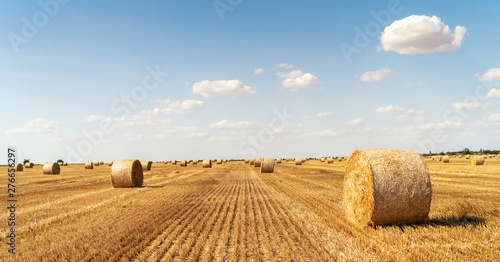 haystacks lie on a field harvesting photo