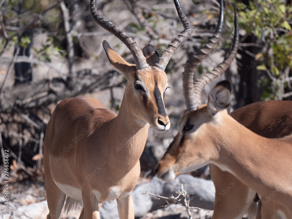 Fototapeta premium Antilope