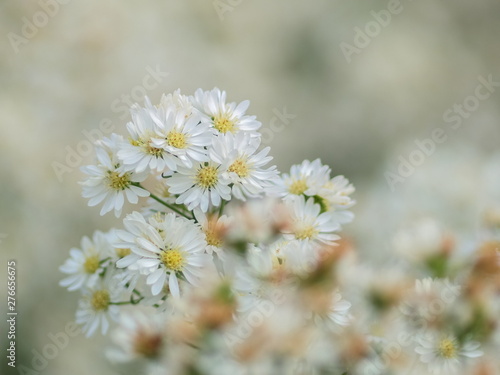 Beautiful English daisy (Bellis perennis) white flowers blossom with soft focus and nature blurred background.