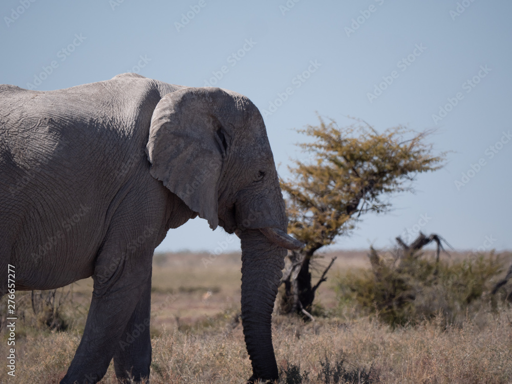 Obraz premium Elefant