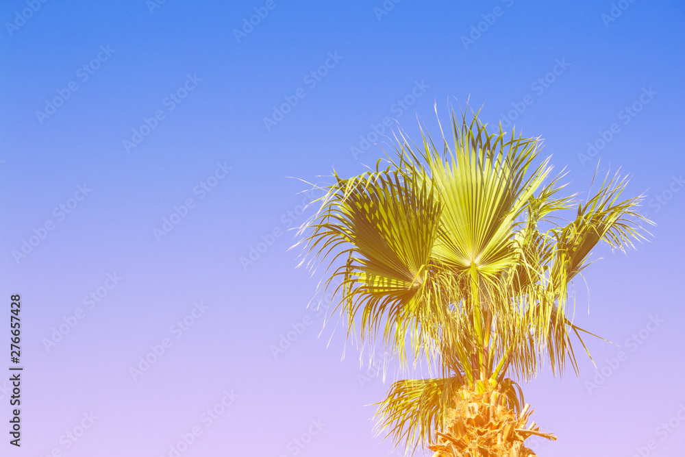 Fototapeta premium Palm tree against the blue sky. Concept tropic, vacation and travel