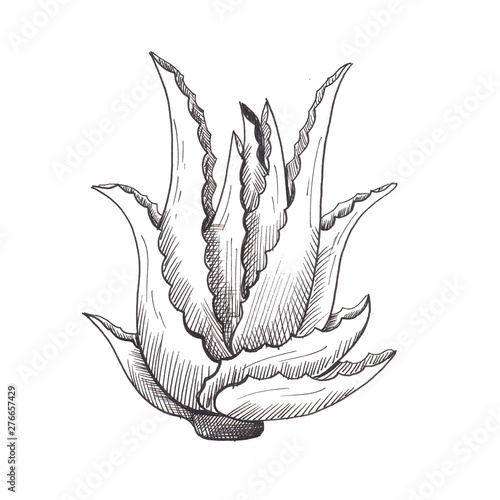 Aloe vera. Single hand-drawn black aloe, isolated on white background. Sketch style illustration.