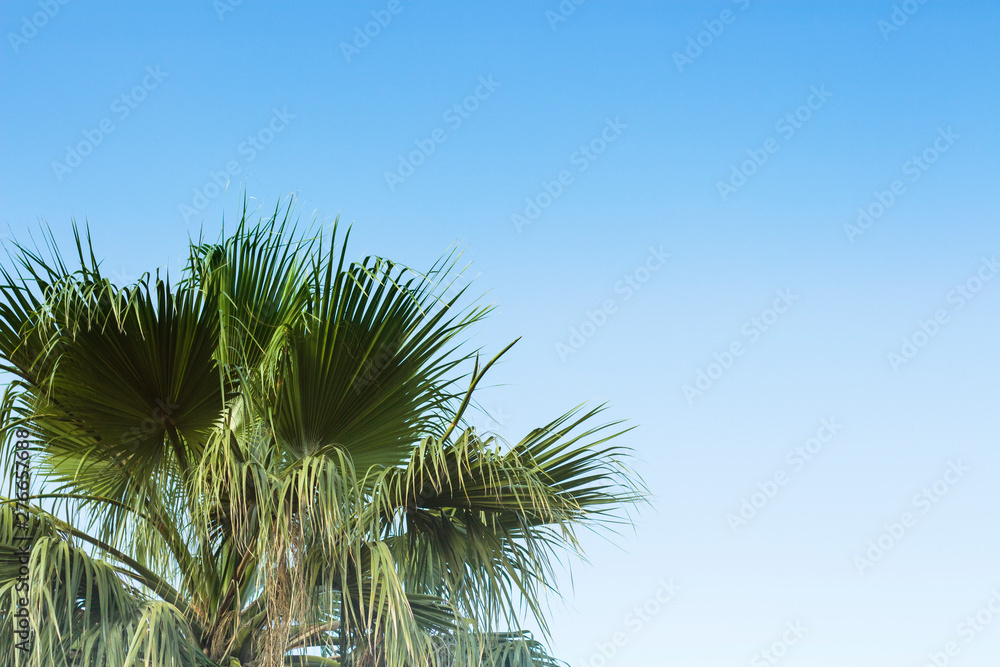 Palm tree against the blue sky. Concept tropic, vacation and travel Palm tree against the blue sky. Concept tropic, vacation and travel