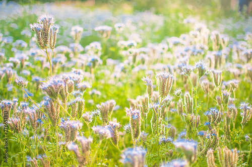 Blossoming bee pasture in the sunlight. Violet-flowering Phacelia. Meadow flowers that bloom purple and blue.Purple Flower of Lacy Phacelia Tanacetifolia  close up. 